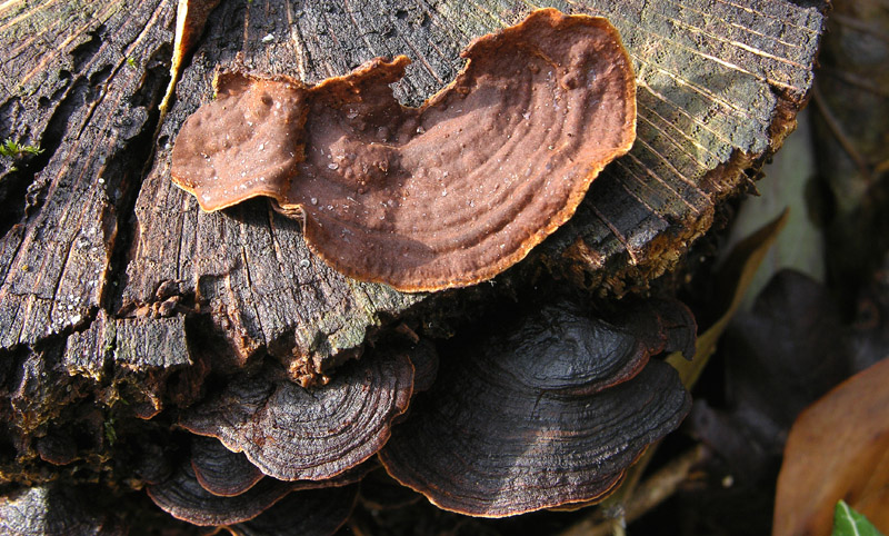 In bosco di Quercus cerris(6). - (Hymenochaete rubiginosa)